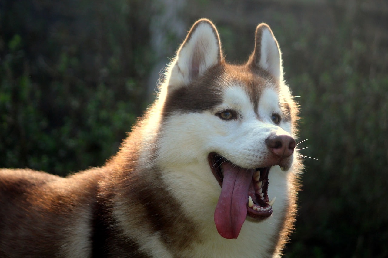 This Dog Wins Best In Show At 2020 Beverly Hills Dog Show Simply Dog