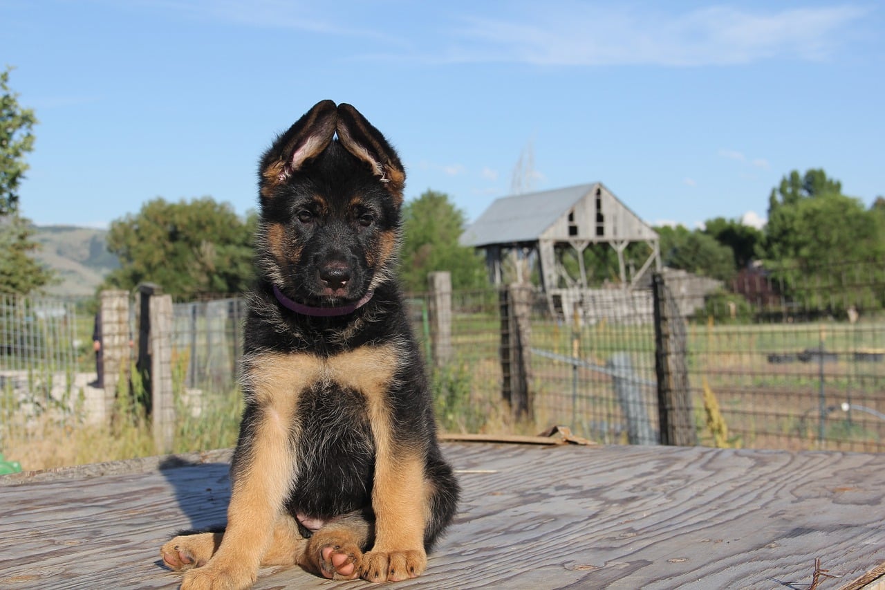 german shepherd, german shepherd puppy, gsd