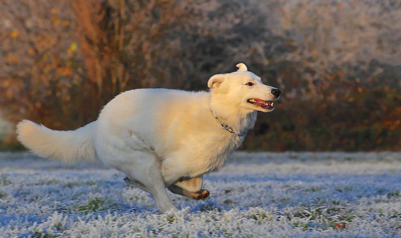 swiss shepherd dog, dog, run