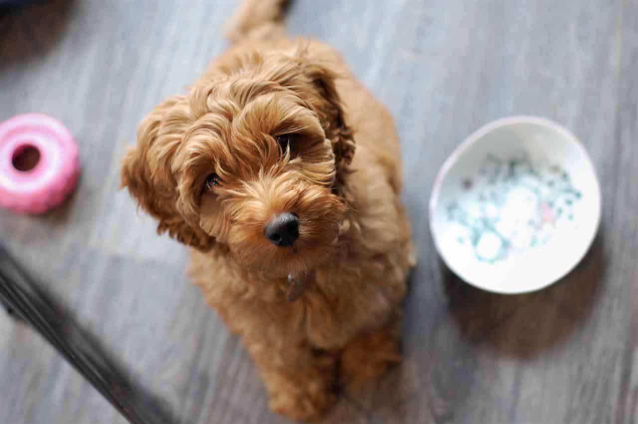 labradoodle, australian labradoodle puppy, puppy