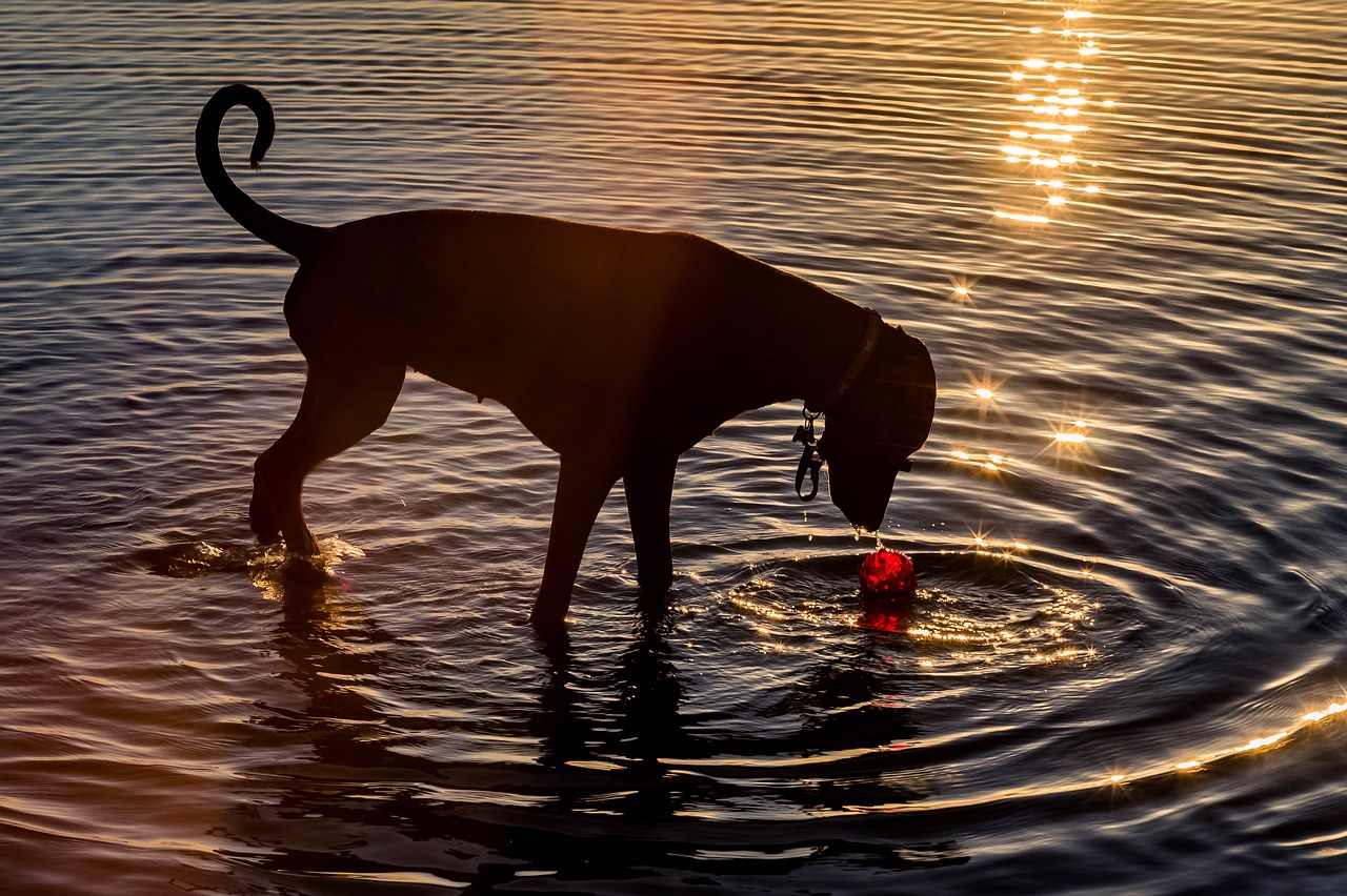 dog, water, pet